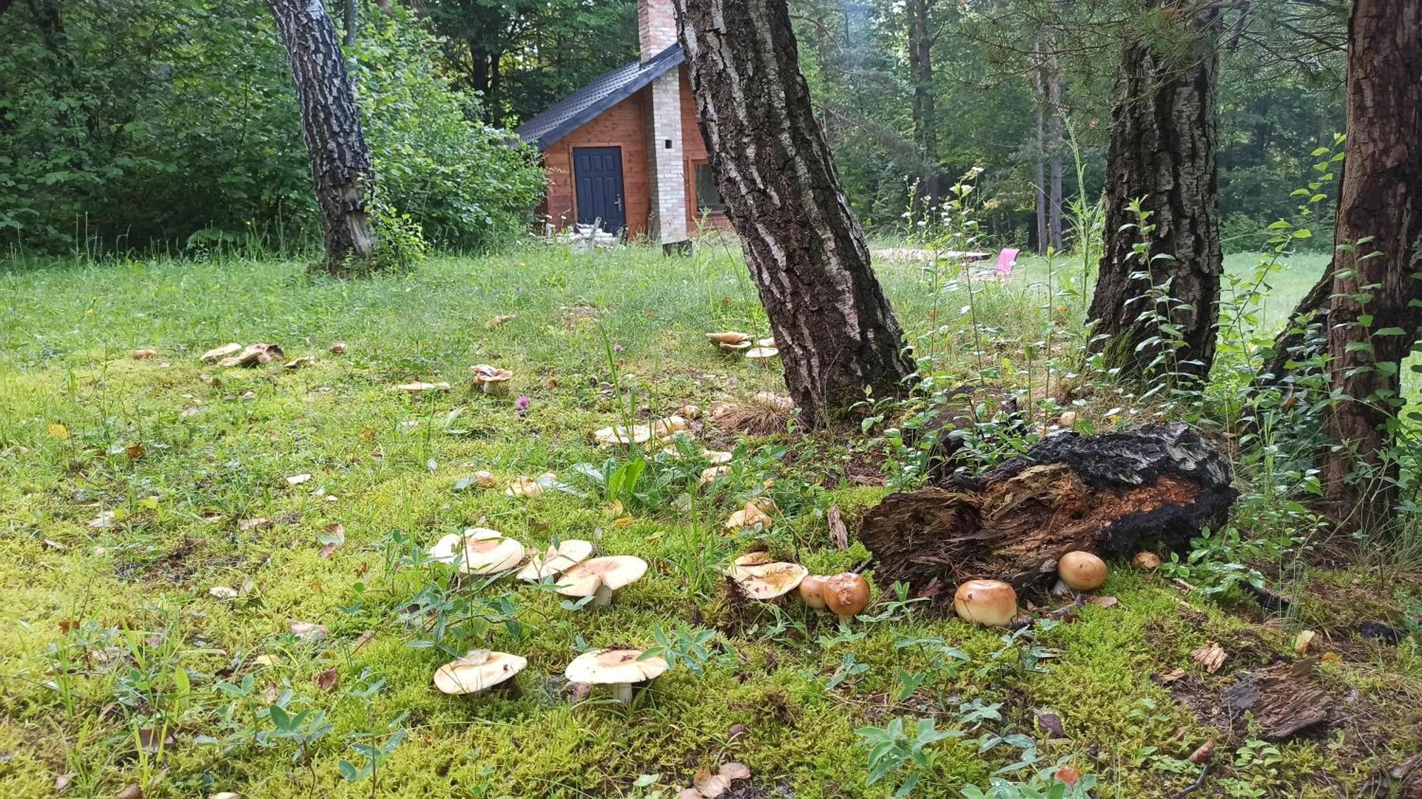 Survivalowa Chata W Lesie Bukowsko Экстерьер фото