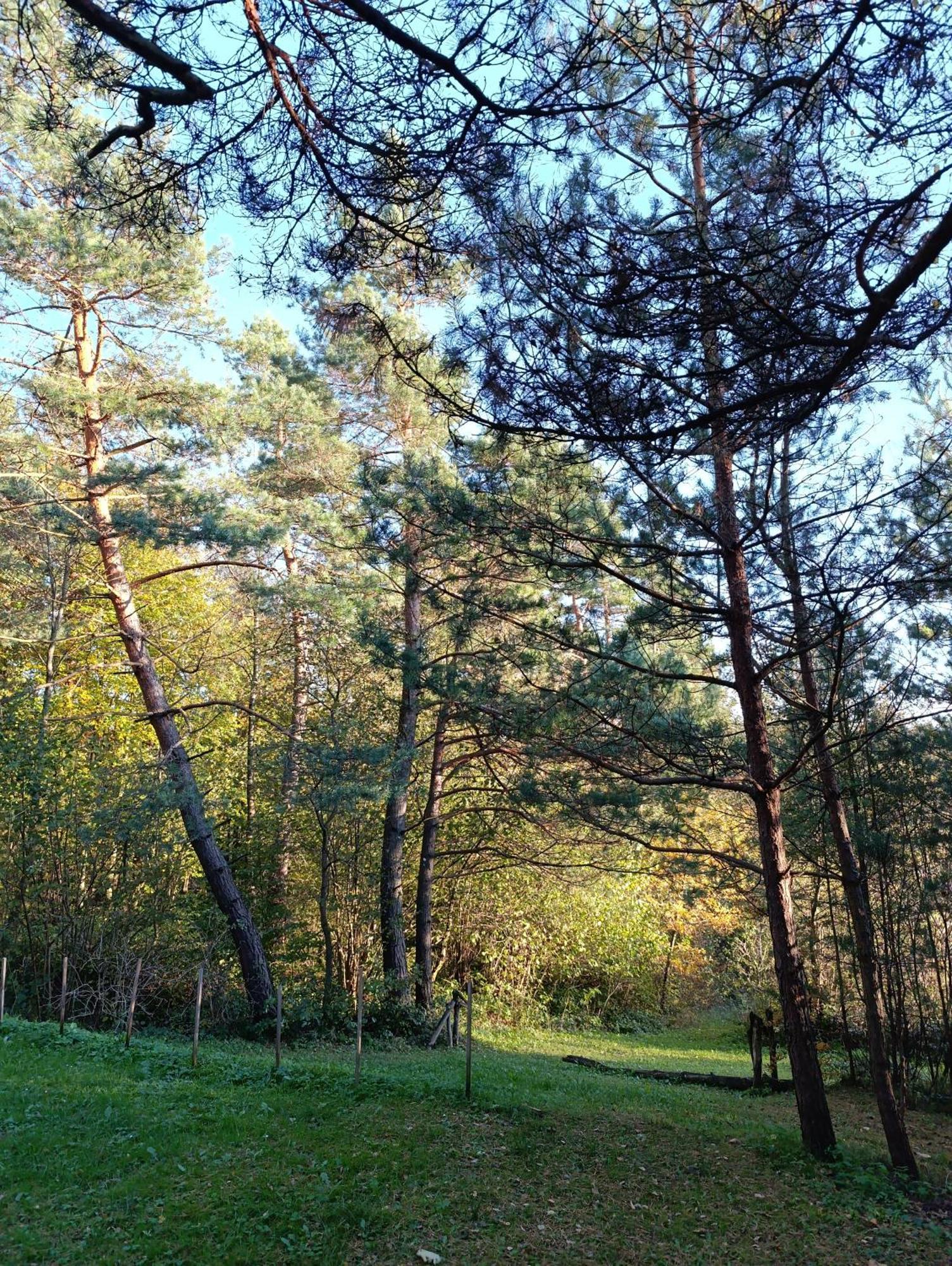 Survivalowa Chata W Lesie Bukowsko Экстерьер фото